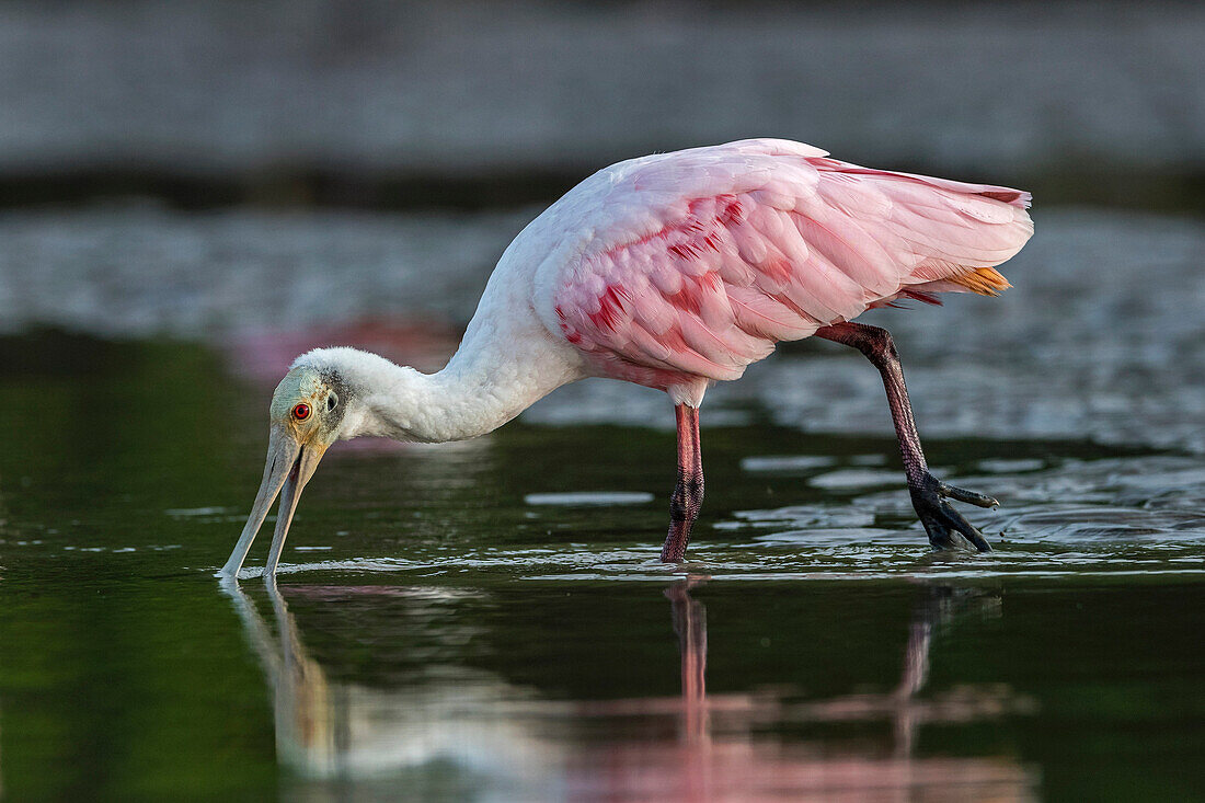 Roseate Spoonbill (Platalea ajaja) foraging, Los Llanos, Colombia