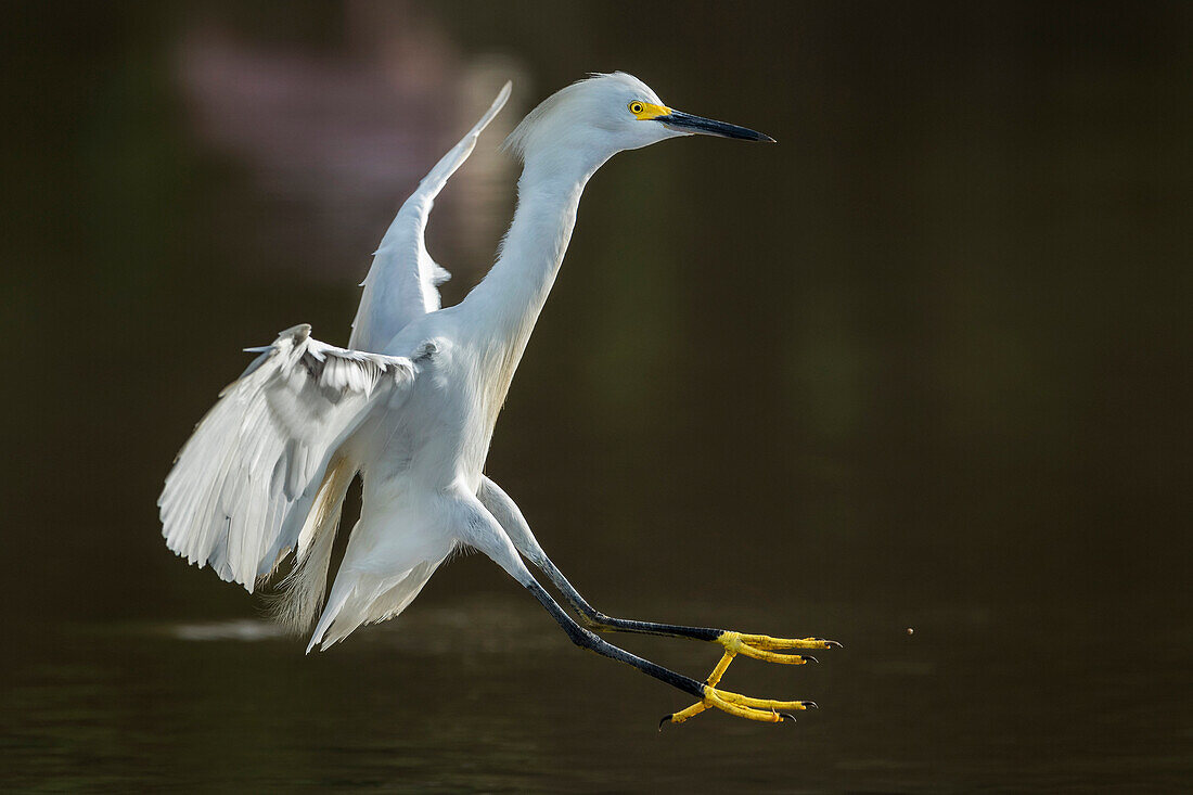 Snowy Egret (Egretta thula) landing, Los Llanos, Colombia