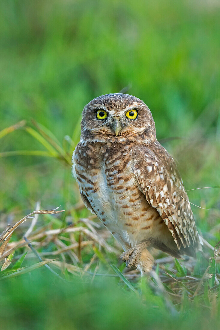 Burrowing Owl (Athene cunicularia), Los Llanos, Colombia