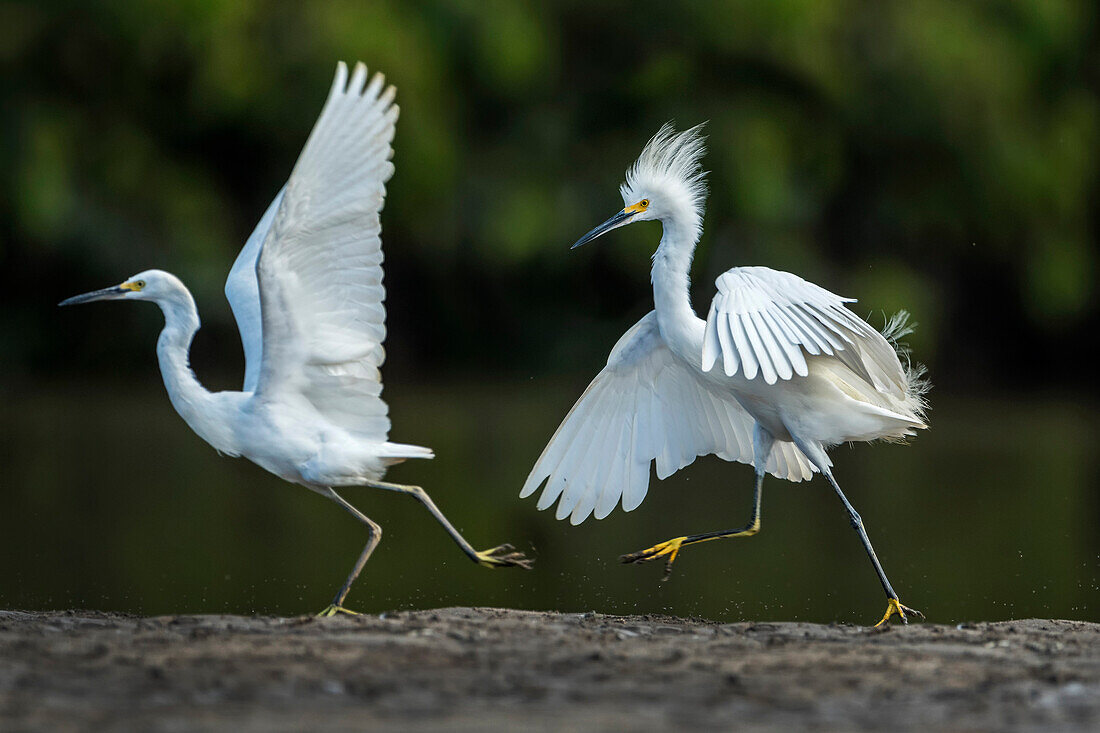 Snowy Egret (Egretta thula) pair in territorial dispute, Los Llanos, Colombia