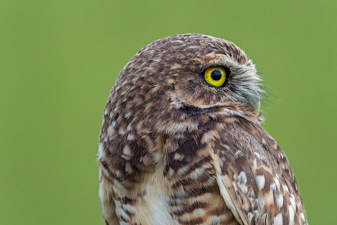 Burrowing Owl (Athene cunicularia), Los Llanos, Colombia