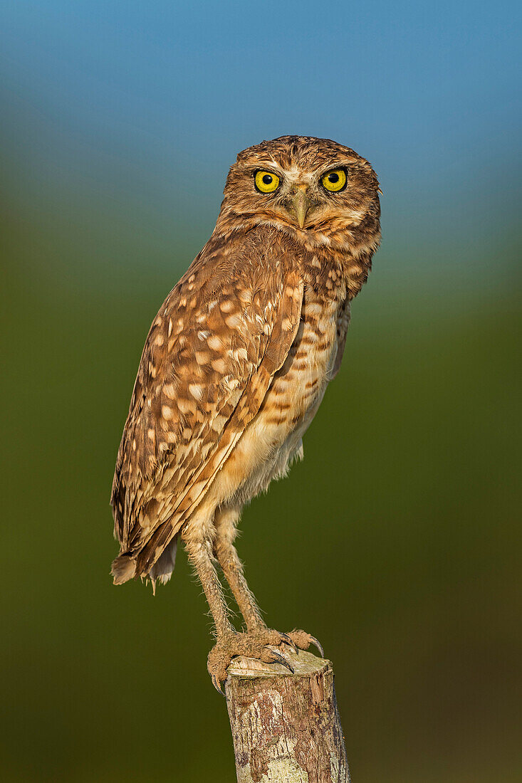 Burrowing Owl (Athene cunicularia), Los Llanos, Colombia