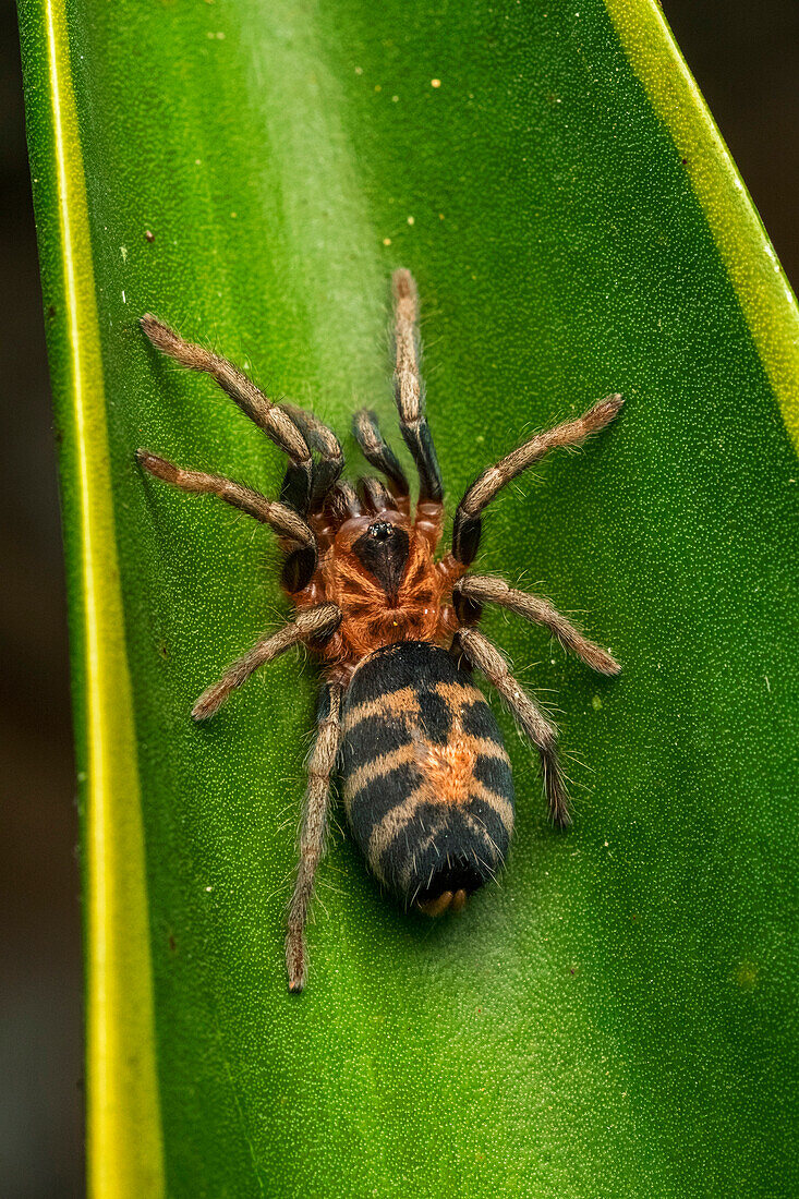 Tarantula (Hapalopus sp), Los Llanos, Colombia