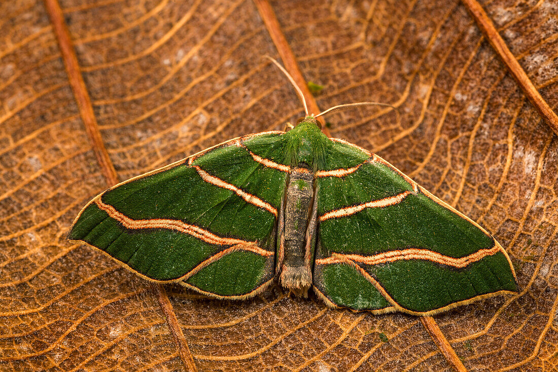 Looper Moth (Geometridae), Chicaque Natural Park, Colombia