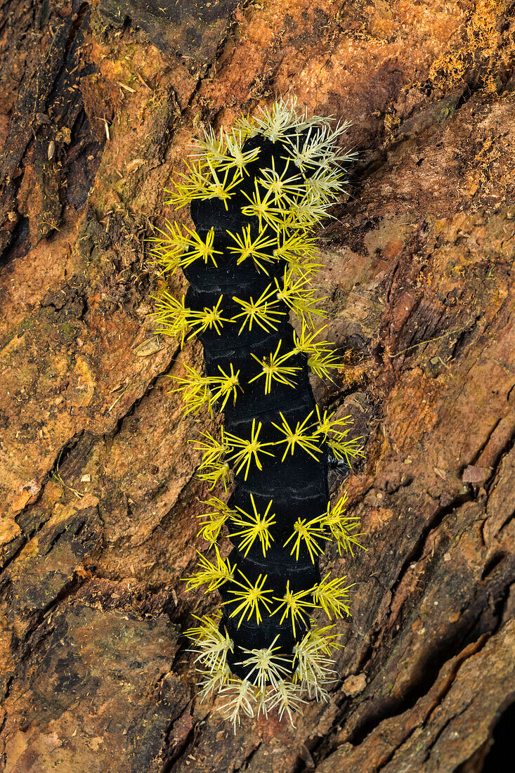 Saturniid Moth (Leucanella sp) caterpillar, Las Tangaras Bird Reserve, Colombia