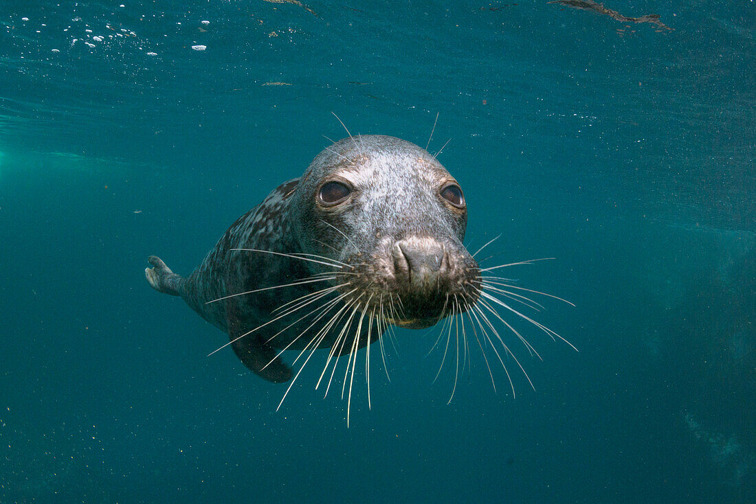 Grey Seal (Halichoerus grypus), Scotland