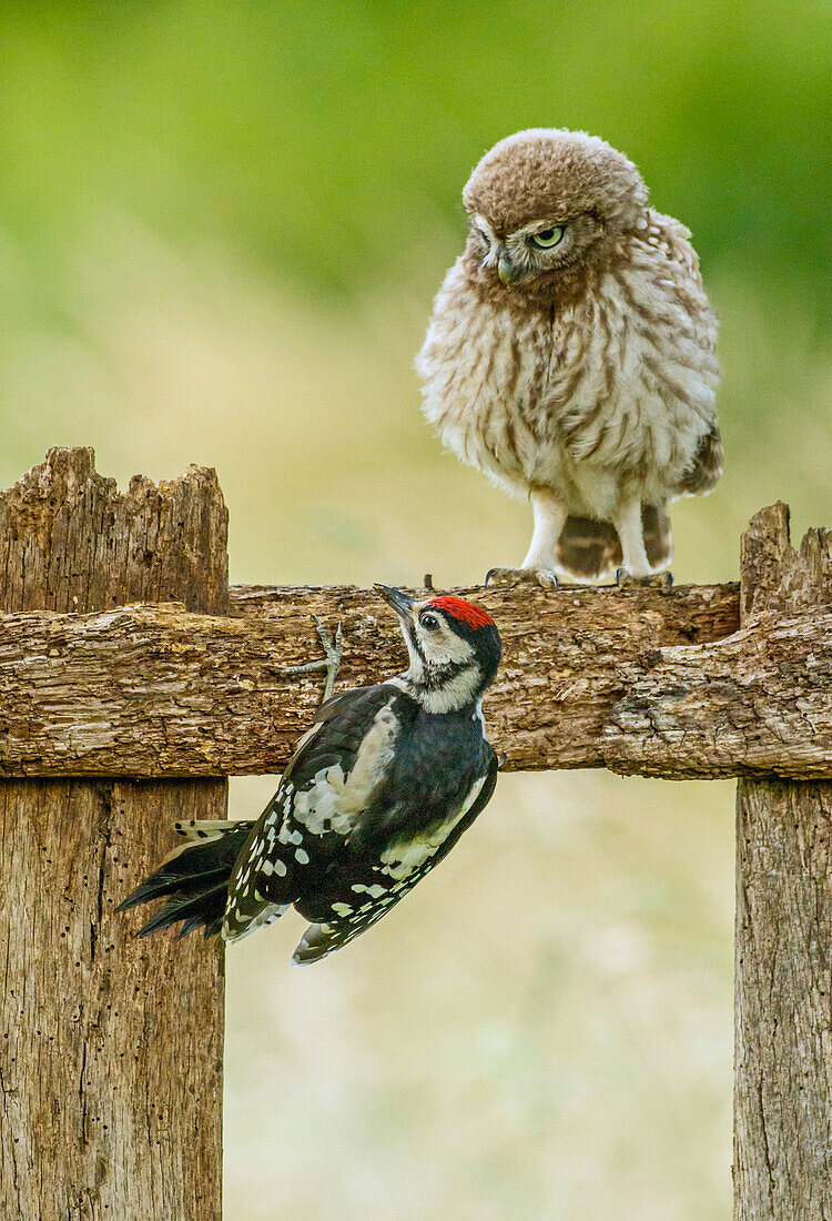 Little Owl (Athene noctua) and Great Spotted Woodpecker (Dendrocopos major), Achterhoek, Netherlands