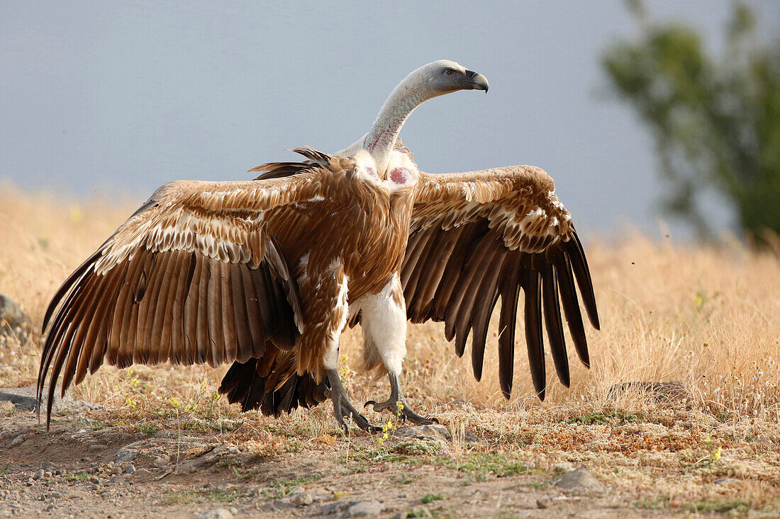 Griffon Vulture (Gyps fulvus) in aggressive display near carcass, Bulgaria
