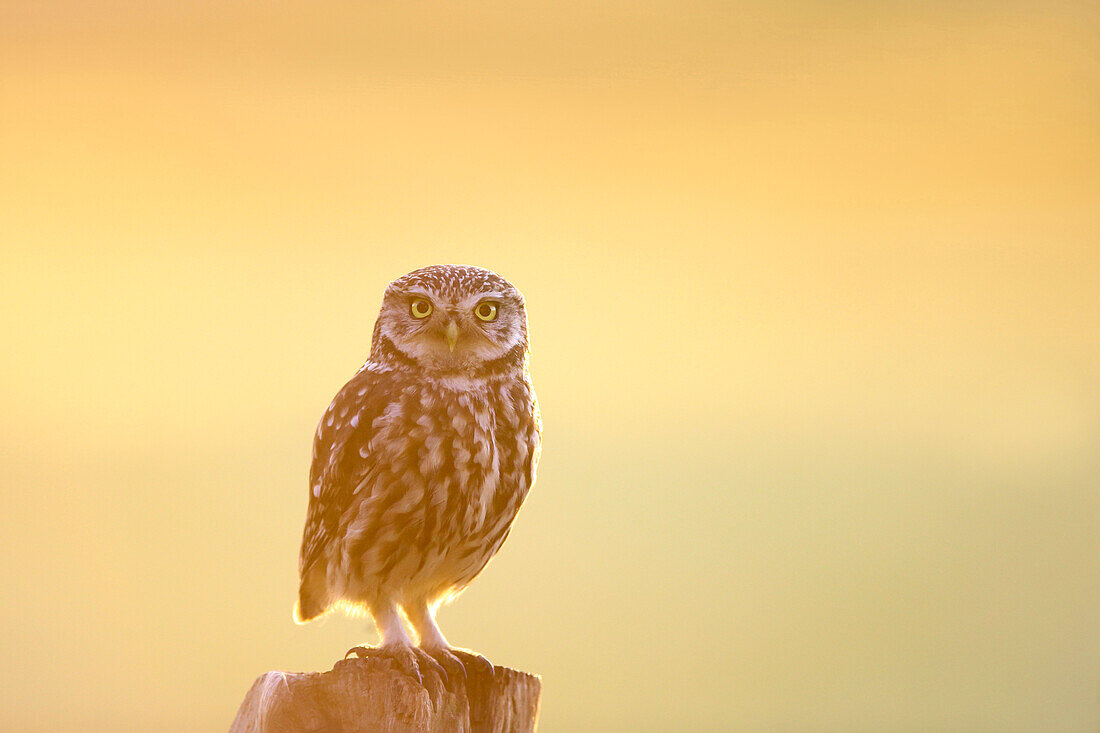 Little Owl (Athene noctua) at sunrise, Kalmthout, Belgium