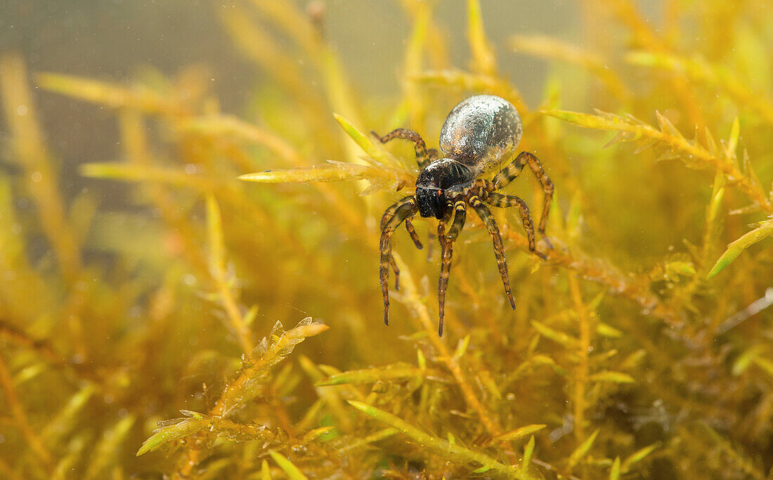 Water Spider (Argyroneta aquatica) carrying air bell underwater, Haacht, Belgium