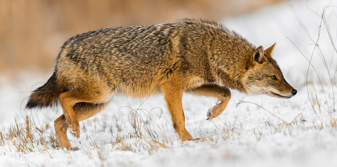 Golden Jackal (Canis aureus) stalking in winter, Danube Delta, Romania