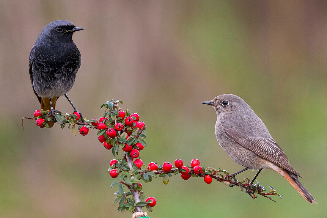 Black Redstart (Phoenicurus ochruros) male and female, Florence, Italy