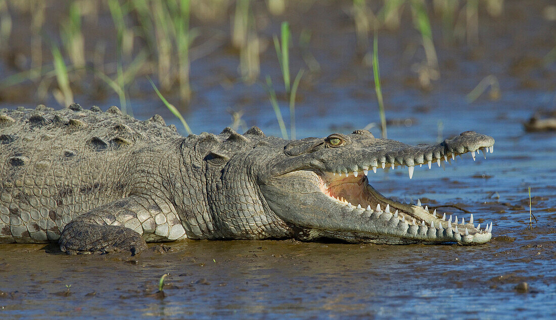 American Crocodile (Crocodylus acutus) thermoregulating, Costa Rica