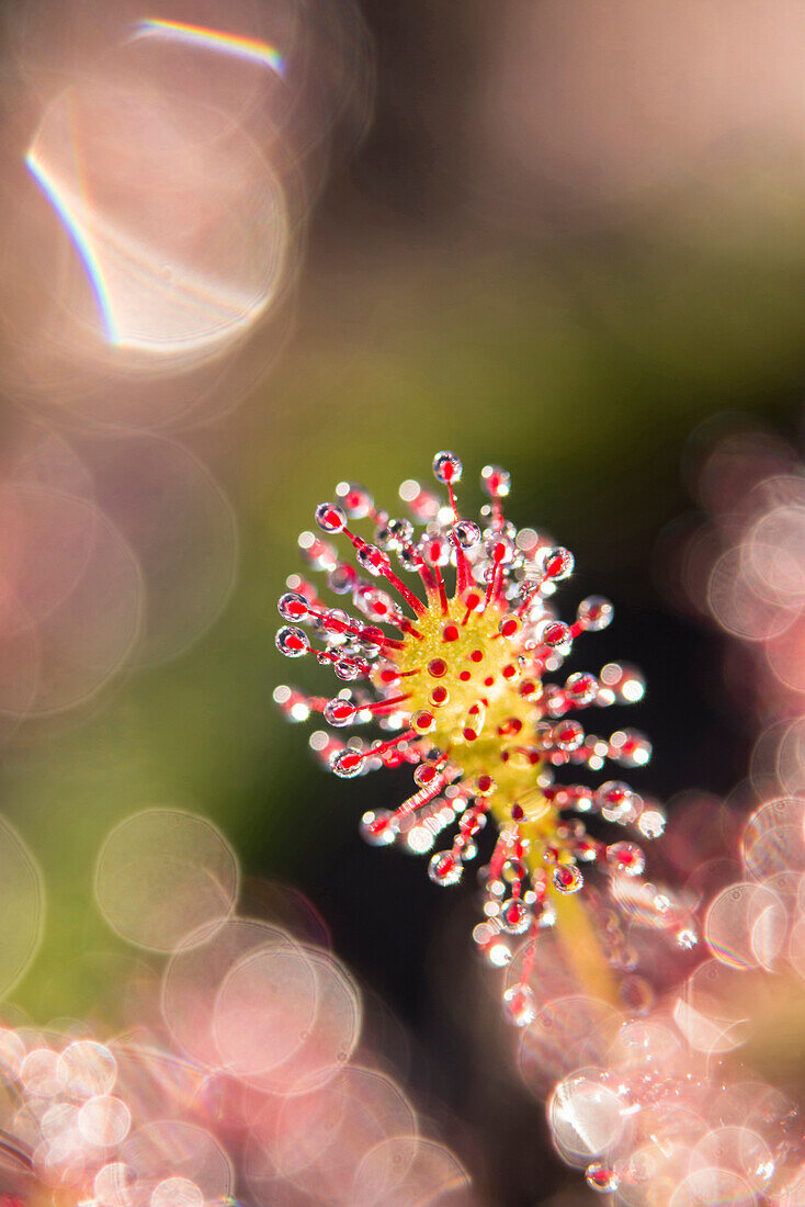 Oblong-leaved Sundew (Drosera intermedia) leaf with sticky droplets that catch insects, Netherlands