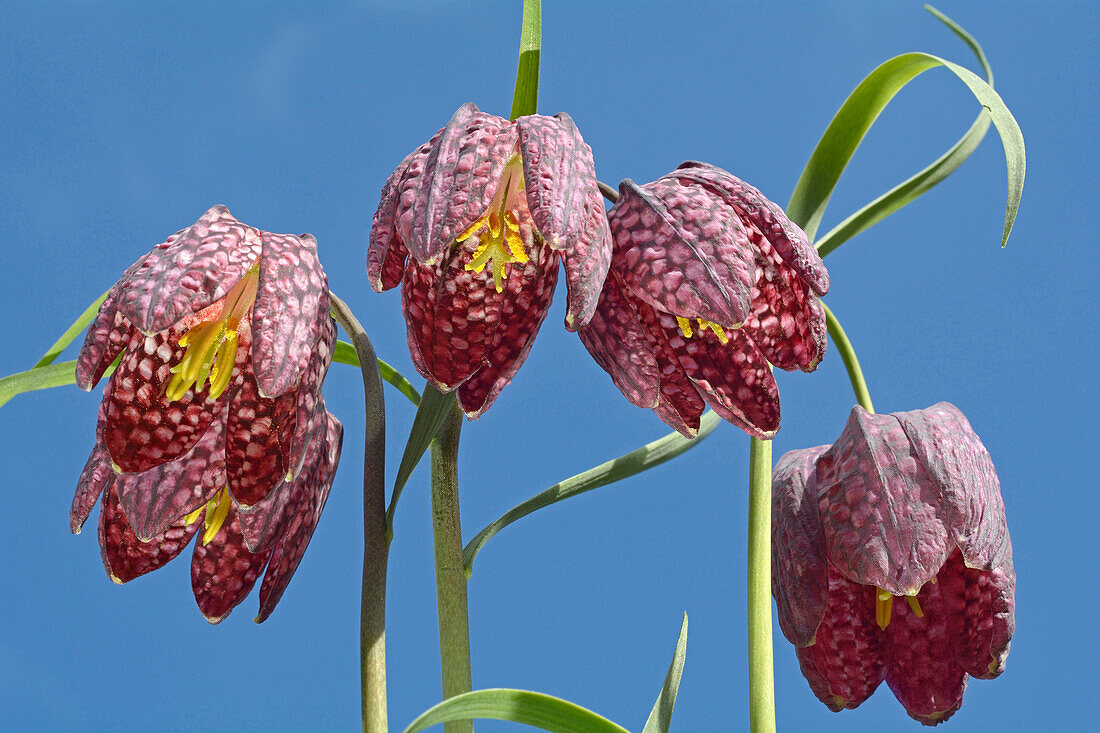 Checkered Lily (Fritillaria meleagris) flowering, Zaltbommel, Netherlands