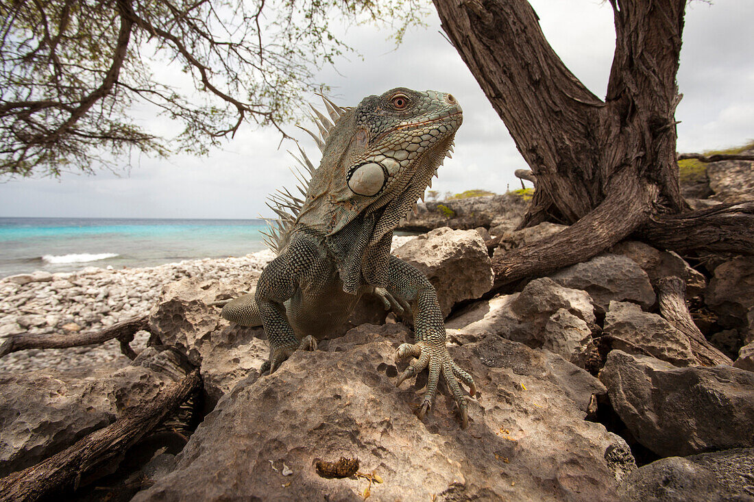 Green Iguana (Iguana iguana) on beach, Bonaire, Caribbean