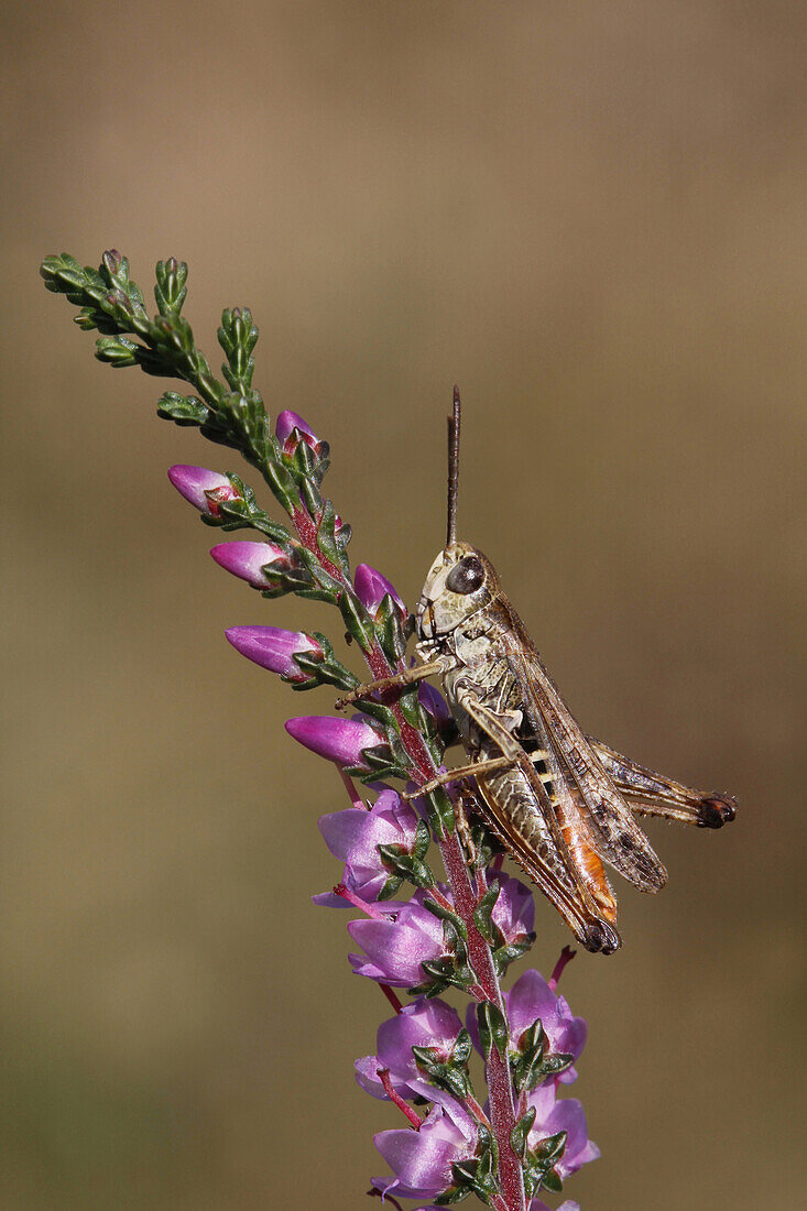 Orange-tipped Grasshopper (Omocestus haemorrhoidalis) male on Heather (Calluna vulgaris), Winterberg, Germany