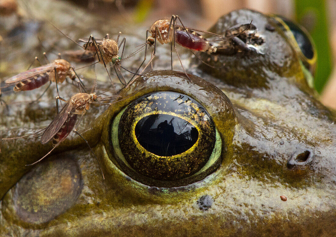 Mosquito (Culicidae) females feeding on Common Frog (Rana temporaria) blood, Wolvega, Netherlands