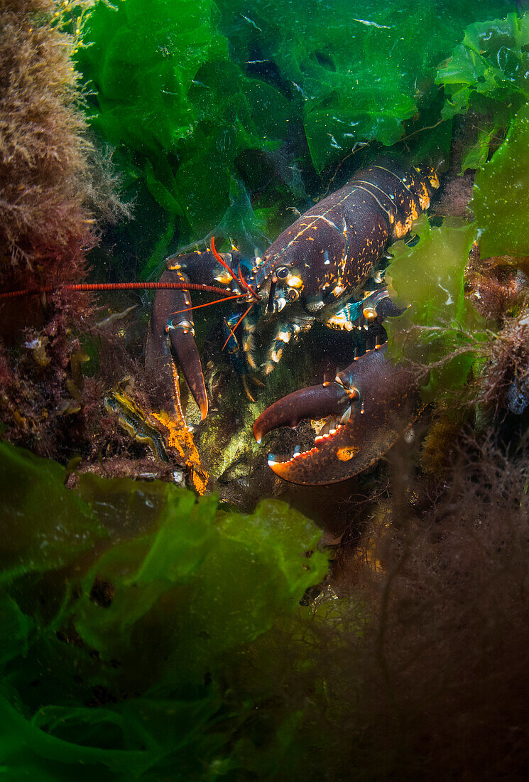 European Lobster (Homarus gammarus), Netherlands