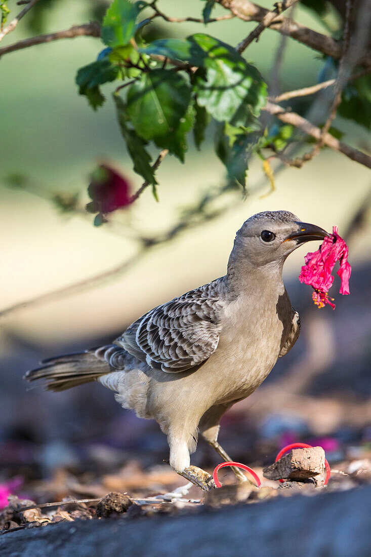 Great Bowerbird (Chlamydera nuchalis) carrying flower for bower decoration, Cairns, Australia