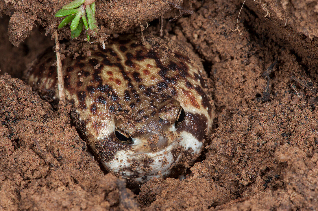 Bushveld Rain Frog (Breviceps adspersus) buried in sand, Marakele National Park, Limpopo, South Africa
