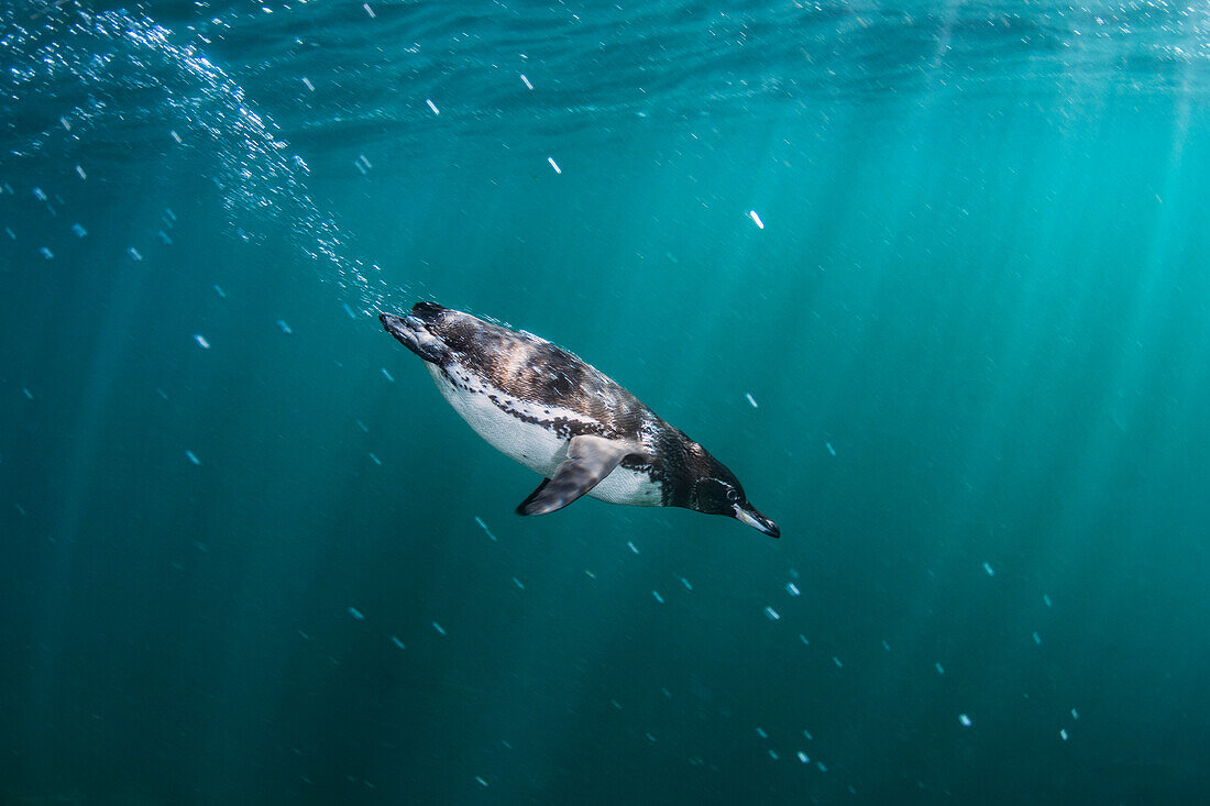 Galapagos Penguin (Spheniscus mendiculus), Tagus Cove, Isabela Island, Galapagos Islands, Ecuador
