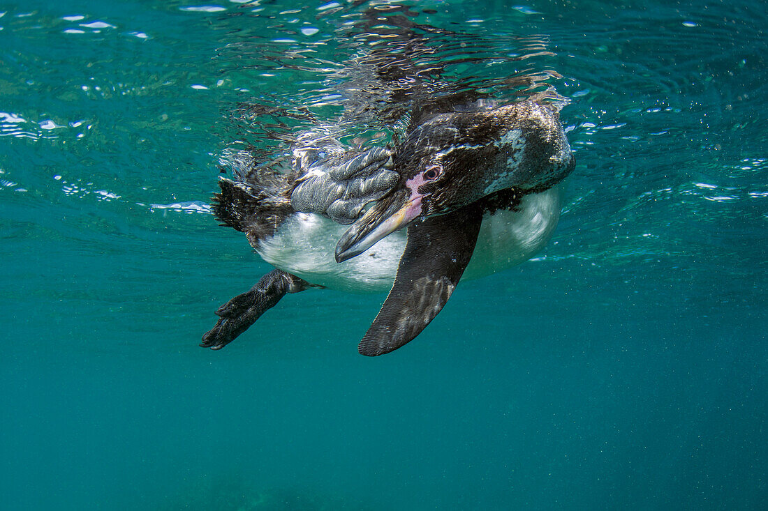 Galapagos Penguin (Spheniscus mendiculus) in water, Bartolome Island, Galapagos Islands, Ecuador