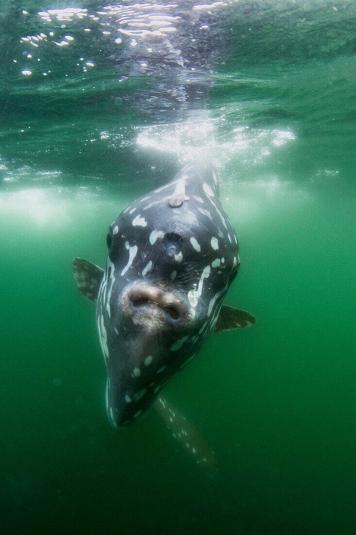 Southern Ocean Sunfish (Mola ramsayi), Punta Vicente Roca, Isabela Island, Galapagos Islands, Ecuador