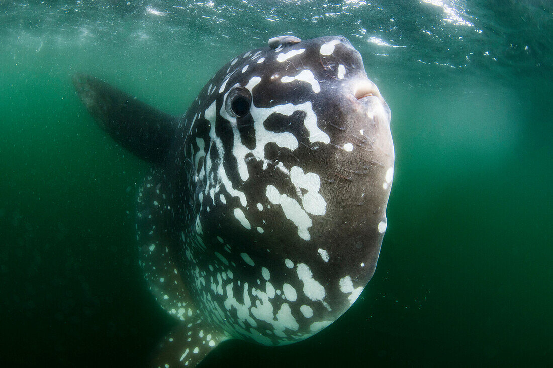 Southern Ocean Sunfish (Mola ramsayi), … – Bild kaufen – 71216514 ...