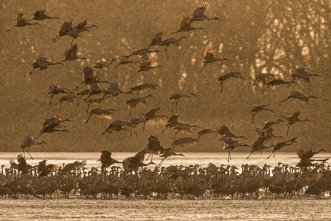 Sandhill Crane (Grus canadensis) flock flying and roosting, Platte River, Nebraska