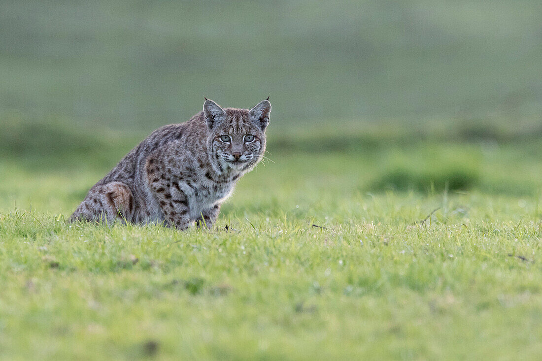 Bobcat (Lynx rufus), Point Reyes National Seashore, California