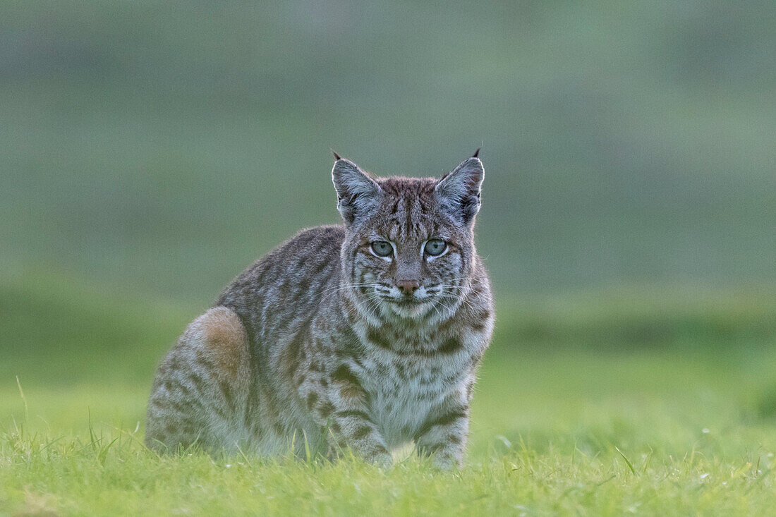 Bobcat (Lynx rufus), Point Reyes National Seashore, California