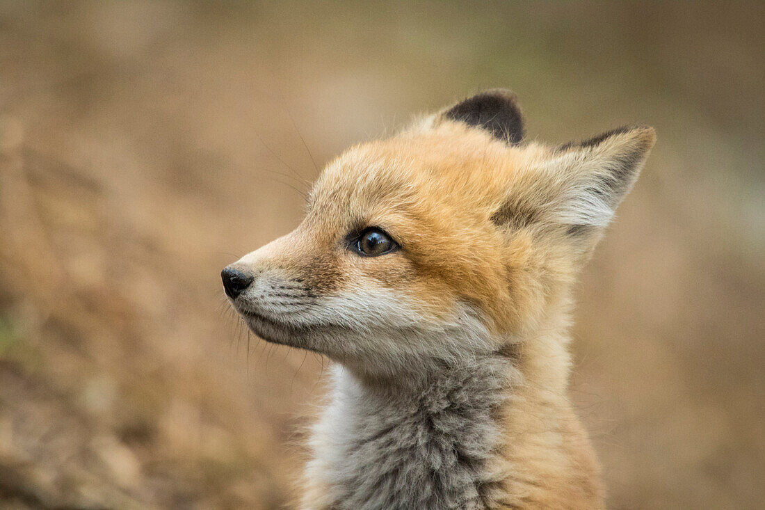Red Fox (Vulpes vulpes) kit, Burnsville, Minnesota