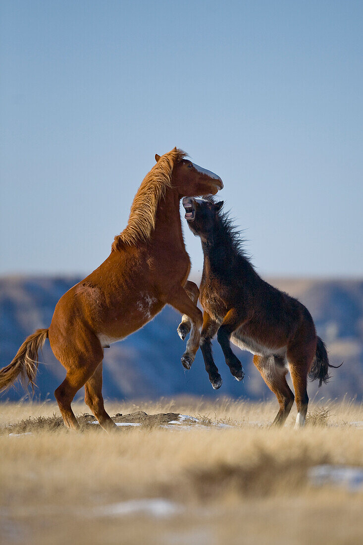 Wild Horse (Equus caballus) stallions fighting, Theodore Roosevelt National Park, North Dakota