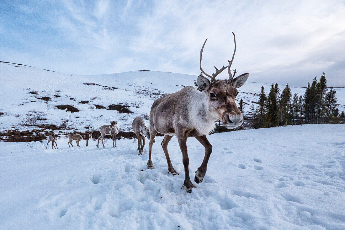 Caribou (Rangifer tarandus) females and juveniles, from the Porcupine herd, migrating, Arctic National Wildlife Refuge, Alaska