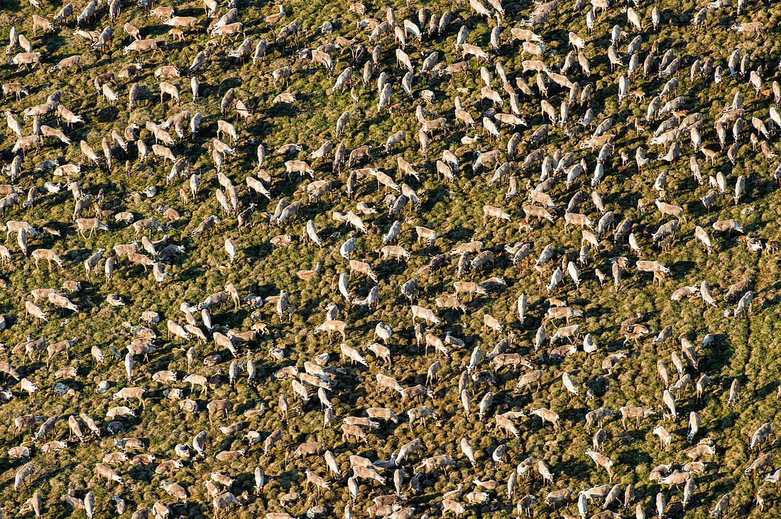 Caribou (Rangifer tarandus) aerial of the Porcupine herd on tundra, Arctic National Wildlife Refuge, Alaska