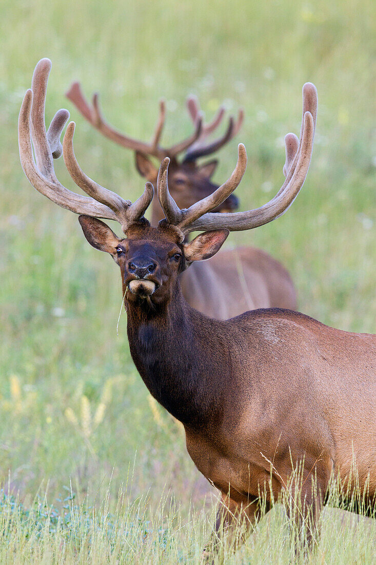 Elk (Cervus elaphus) bulls in summer, central Montana