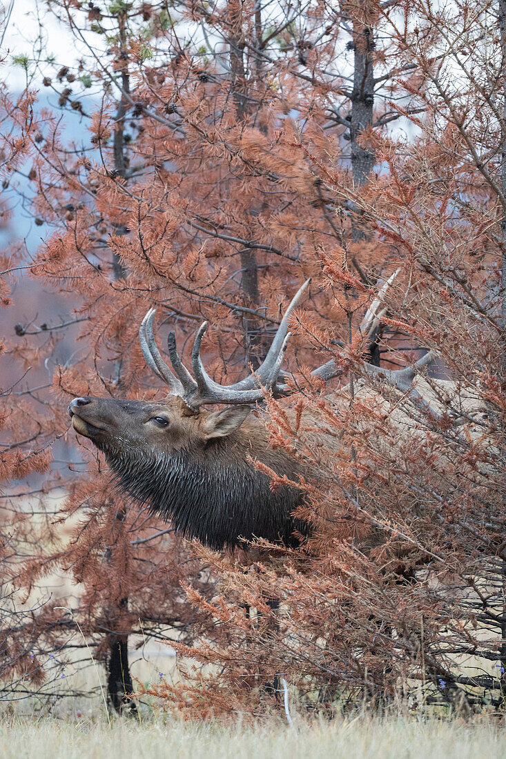 Elk (Cervus elaphus) bull in defensive posture, Alberta, Canada