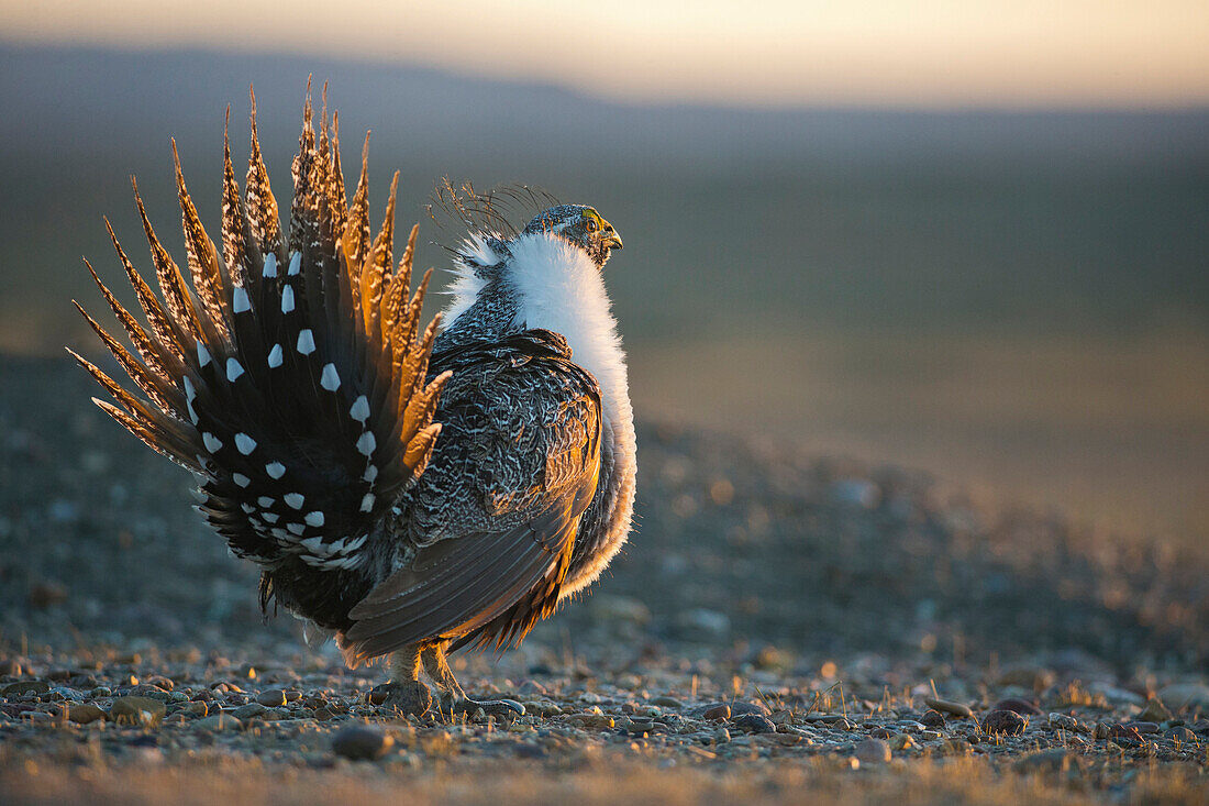 Sage Grouse (Centrocercus urophasianus) male displaying at lek, eastern Montana