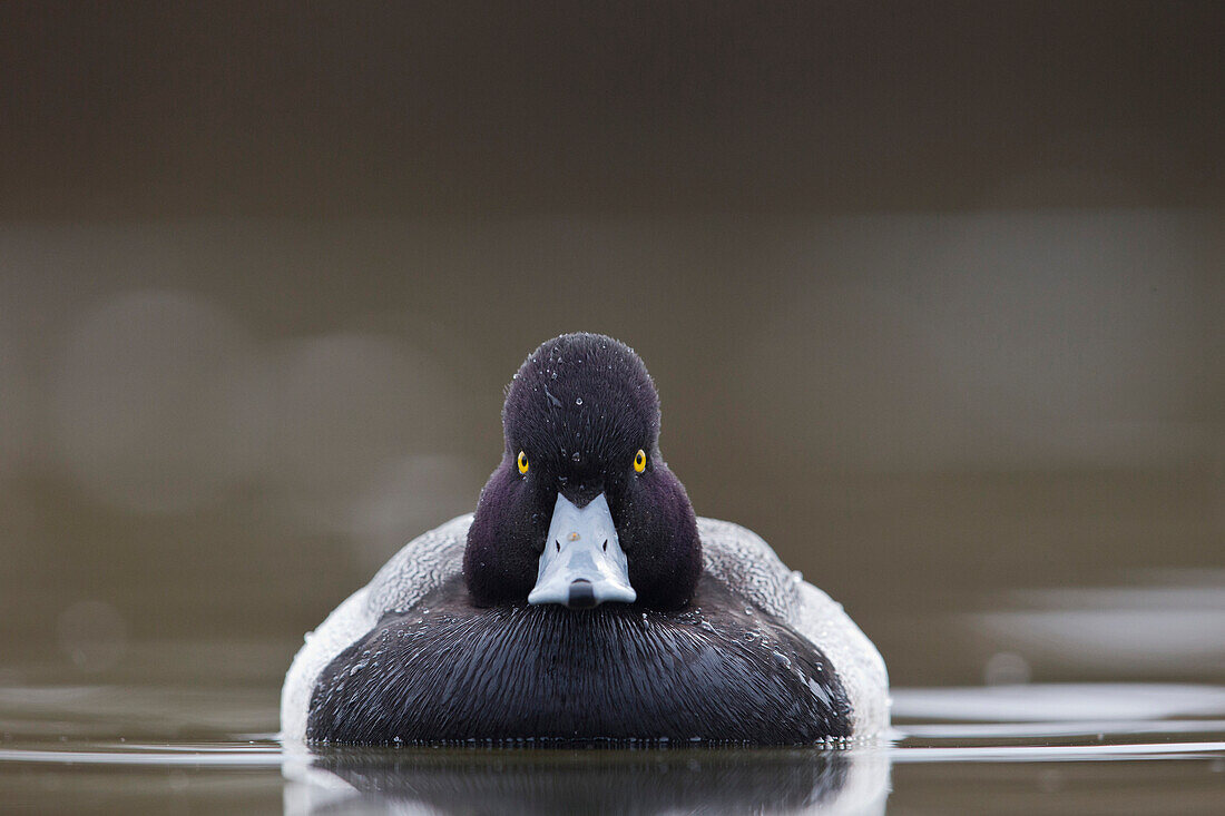 Lesser Scaup (Aythya affinis) male, central Montana