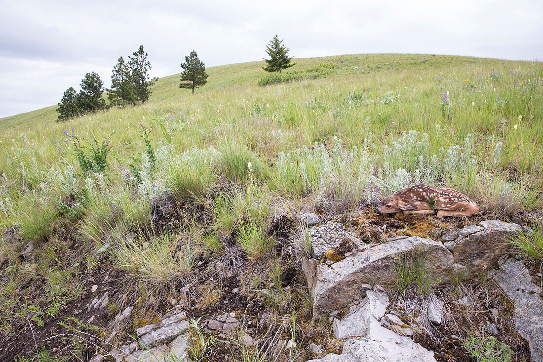 Mule Deer (Odocoileus hemionus) newborn fawn remaining motionless in grassland to hide, central Montana