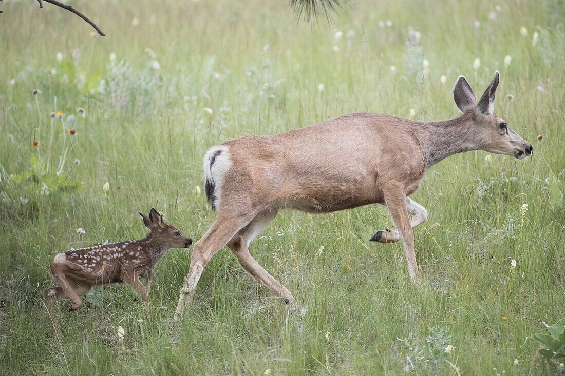 Mule Deer (Odocoileus hemionus) doe and newborn fawn, western Montana
