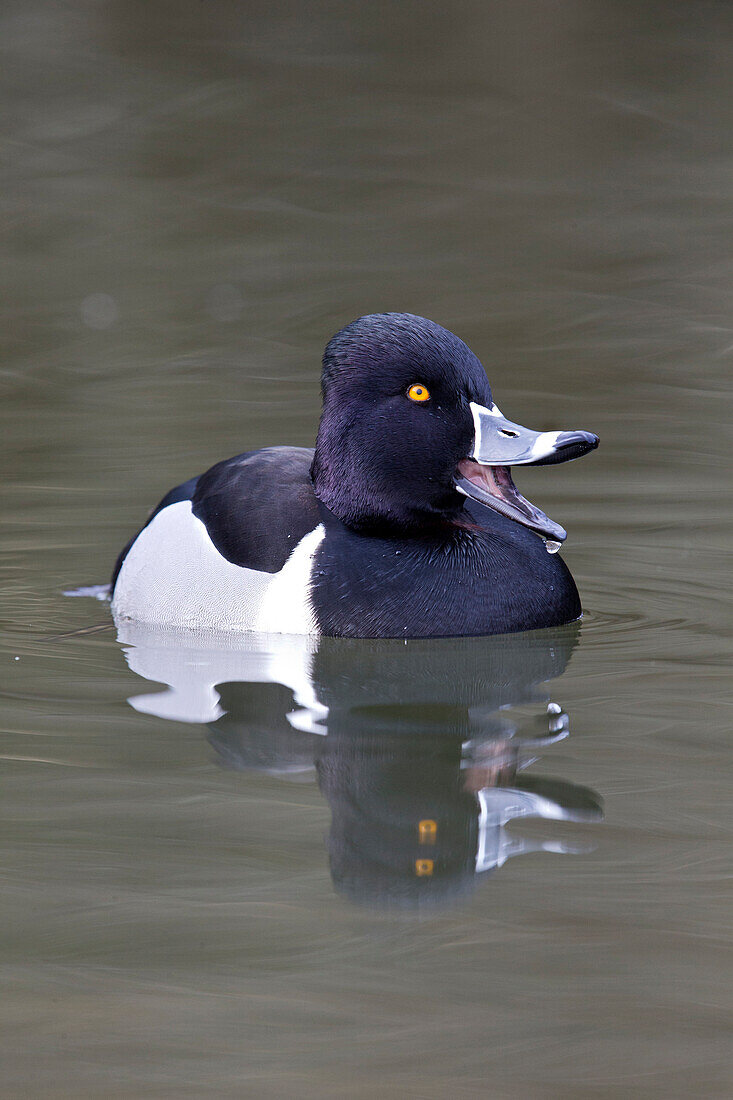 Ring-necked Duck (Aythya collaris) male calling, central Montana