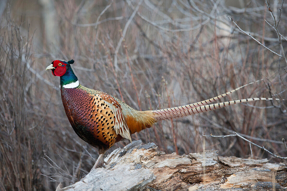 Ring-necked Pheasant (Phasianus colchicus) male in spring, Bitterroot Valley, Montana