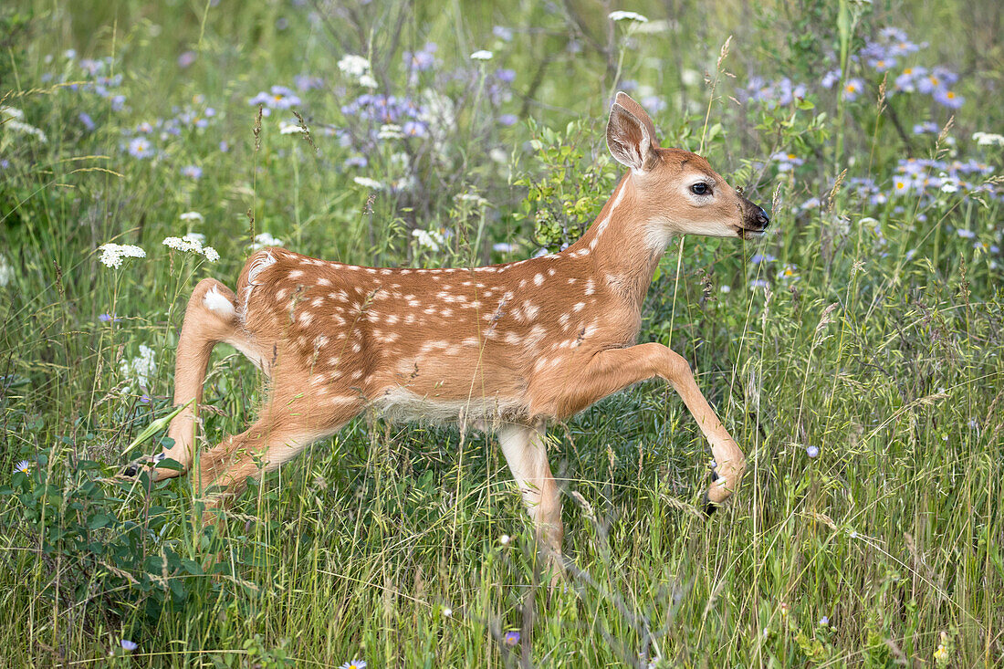 White-tailed Deer (Odocoileus virginianus) fawn, central Montana