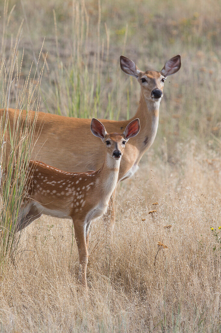 White-tailed Deer (Odocoileus virginianus) doe with fawn, central Montana
