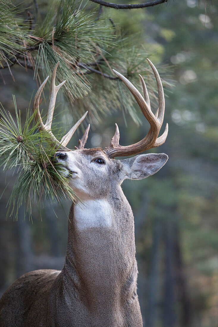 White-tailed Deer (Odocoileus virginianus) buck at scrape on Ponderosa Pine (Pinus ponderosa) tree, western Montana