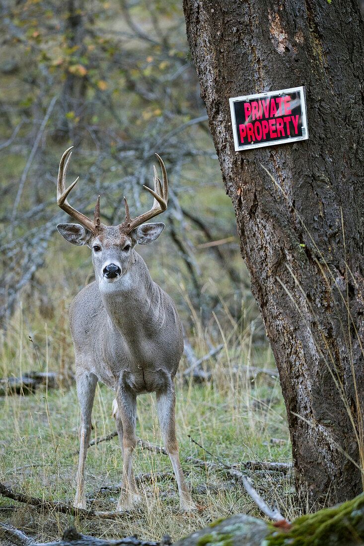 White-tailed Deer (Odocoileus virginianus) buck standing next to private property sign, western Montana