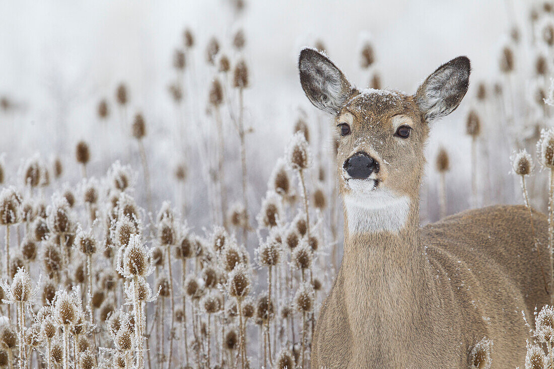 White-tailed Deer (Odocoileus virginianus) doe in winter, eastern Montana
