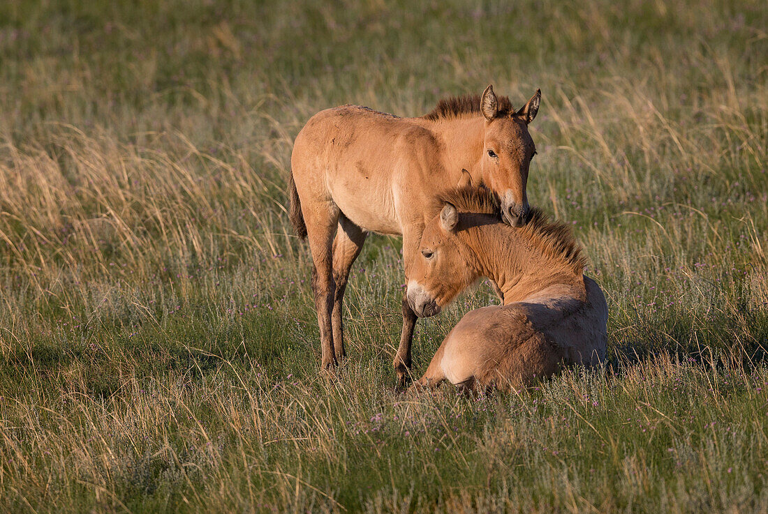 Przewalski's Horse (Equus ferus przewalskii) foals, Hustai National Park, Mongolia